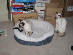 more kittens